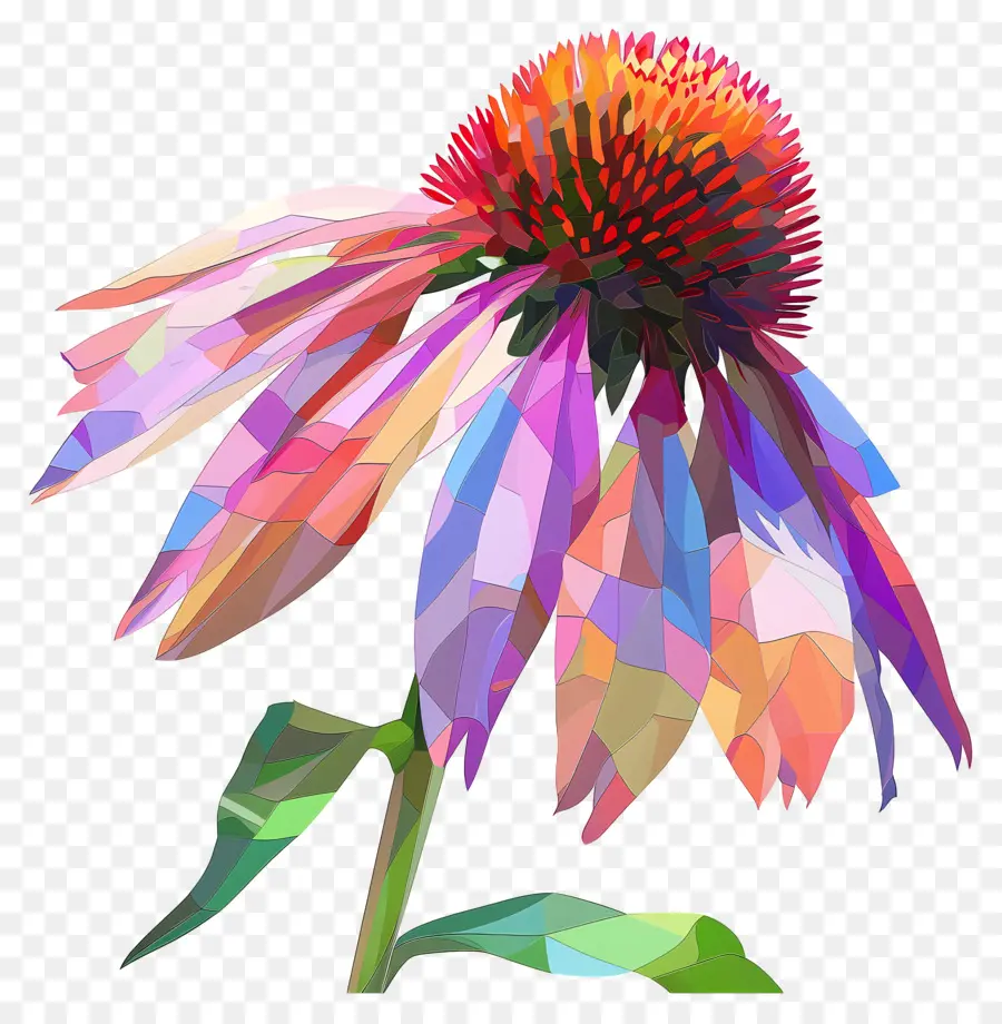 Digital Bunga，Echinacea PNG