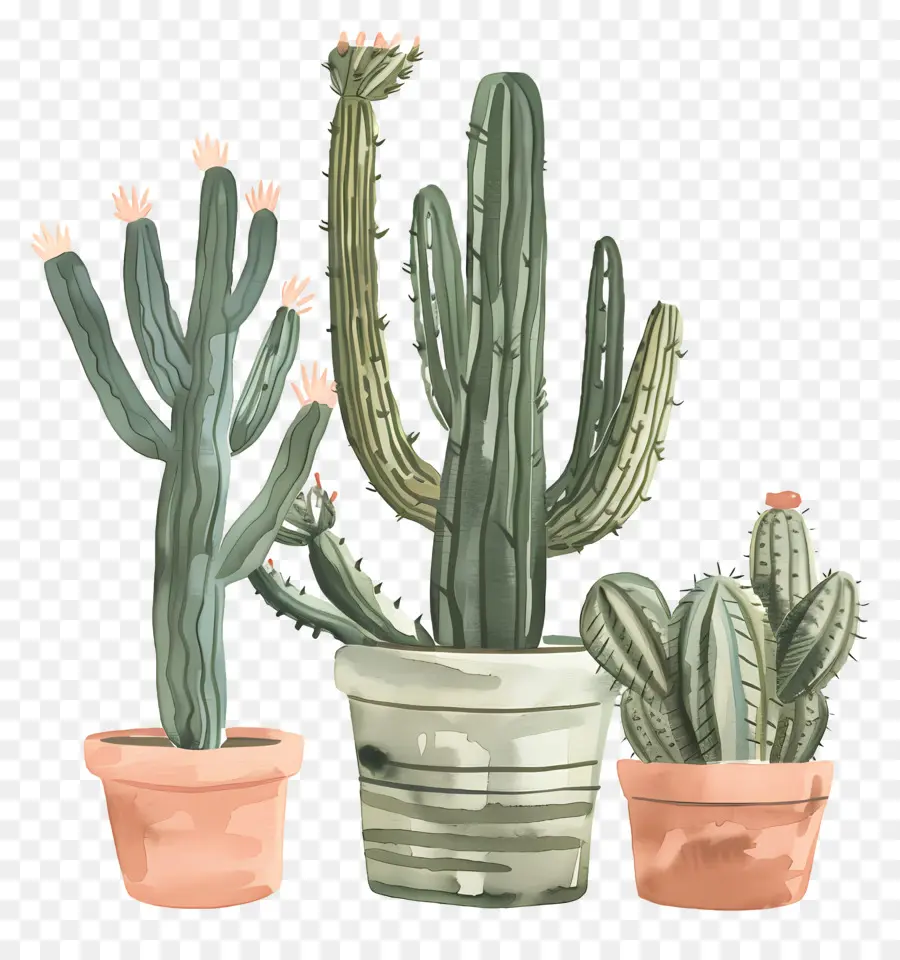 Kaktus，Pot PNG