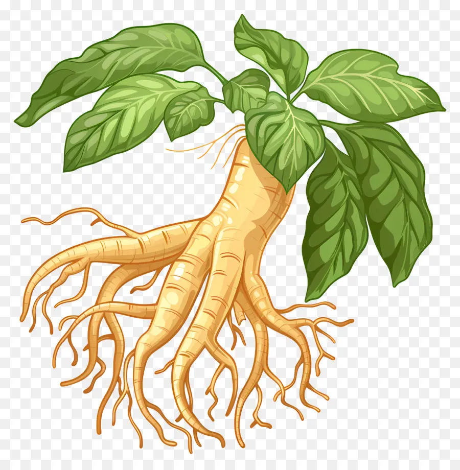 Ginseng，Tanaman Jahe PNG