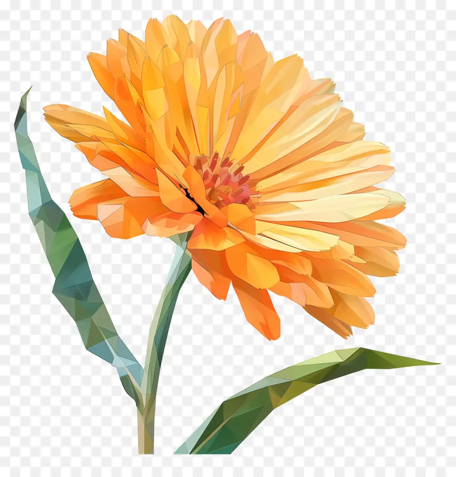 Digital Bunga，Bunga Kaktus Oranye PNG