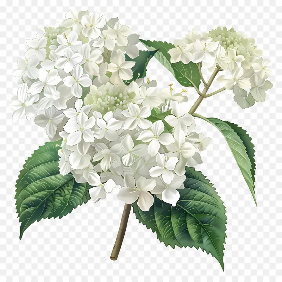 Hydrangea Putih，Bunga Kembang Sepatu PNG
