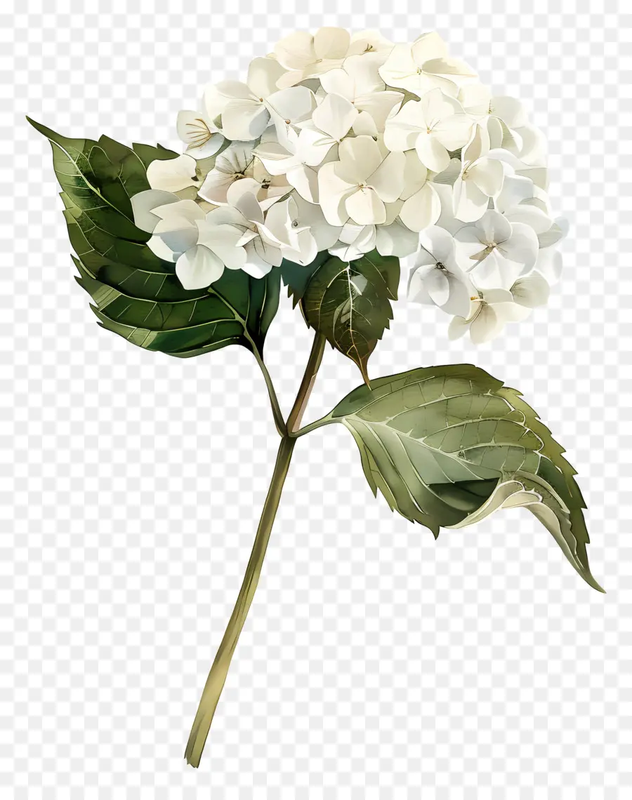 Hydrangea Putih，Bunga Putih PNG