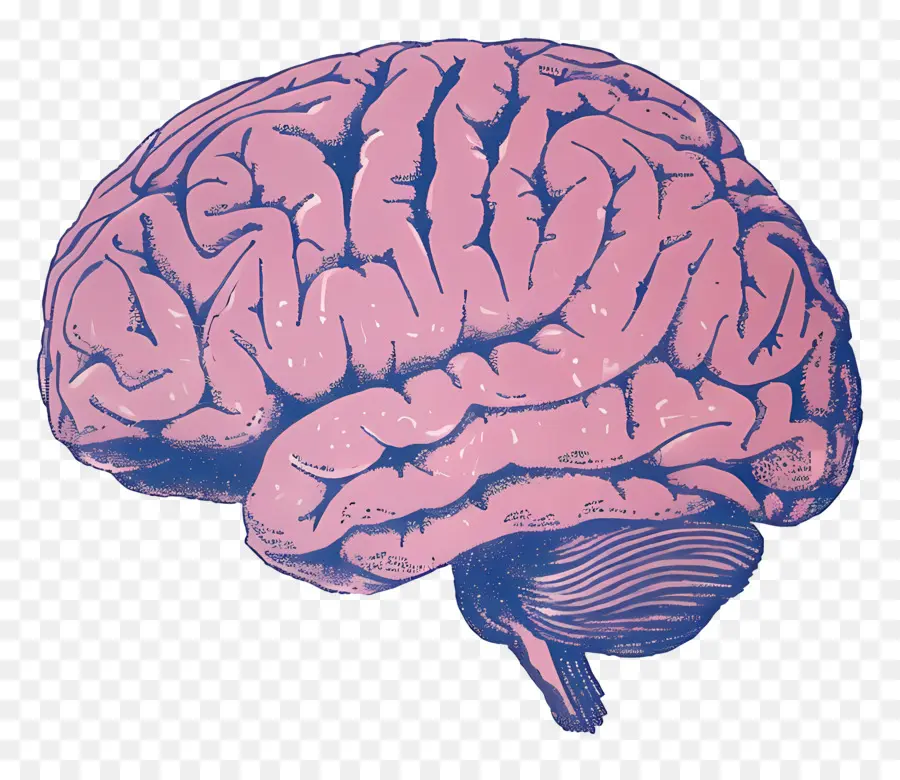 Otak，Otak Manusia PNG