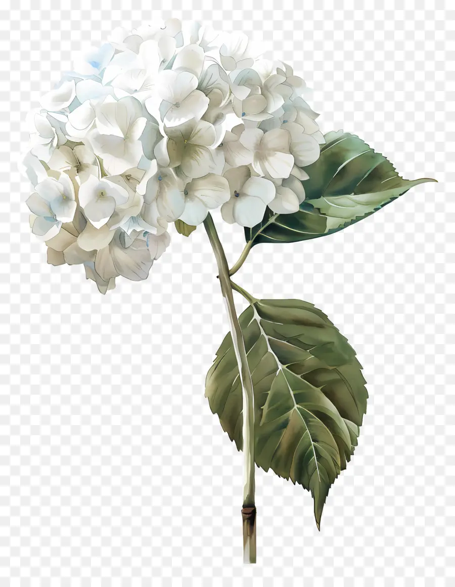 Hydrangea Putih，Bunga Kembang Sepatu PNG