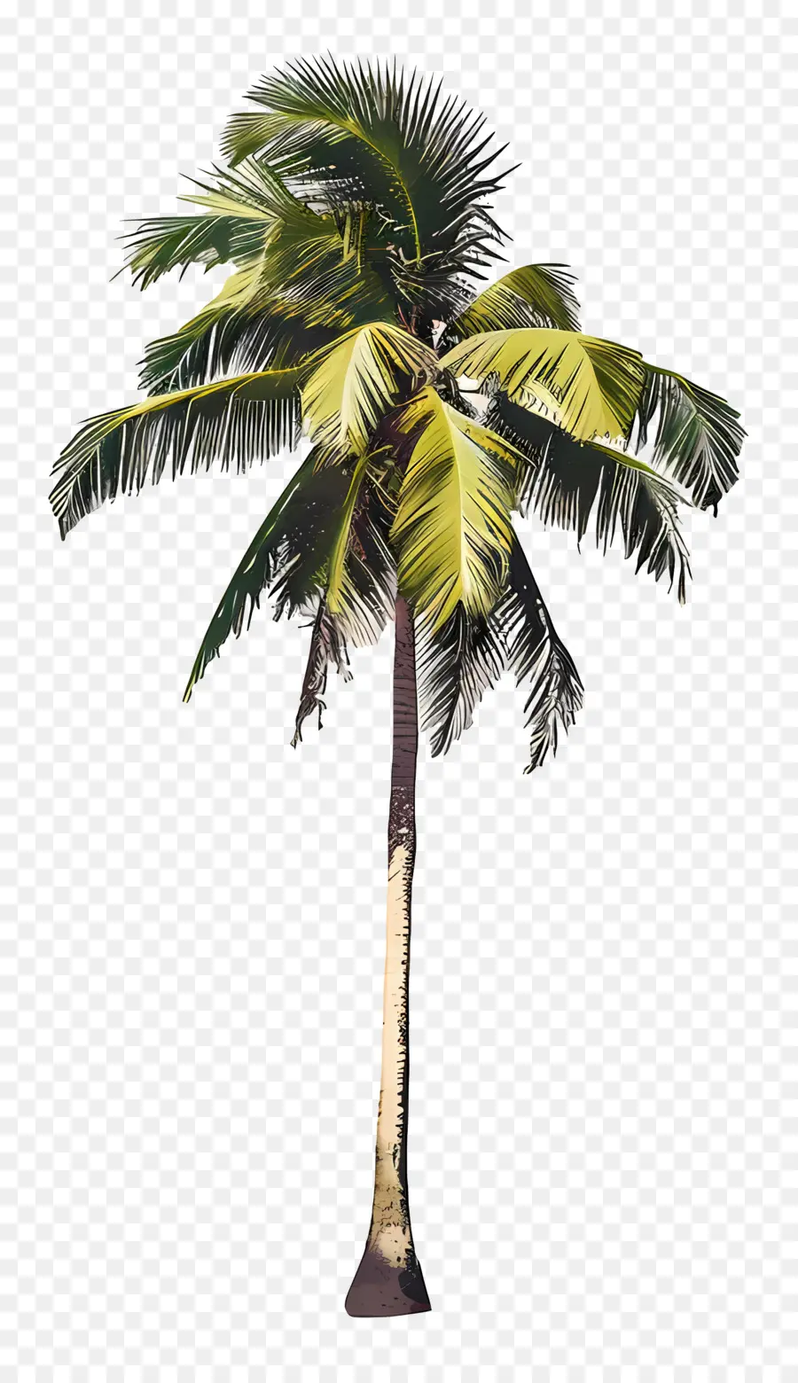 Pohon Kelapa，Pohon Tropis PNG