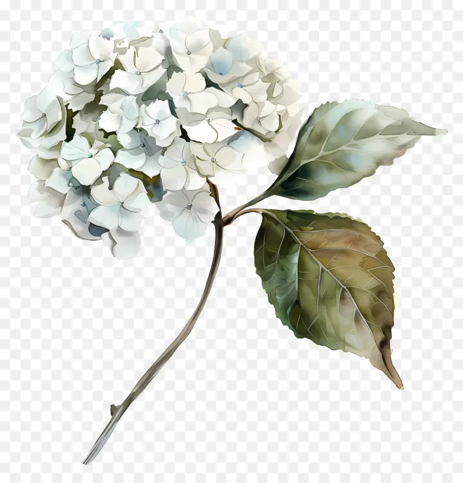 Hydrangea Putih，Hidran Putih PNG