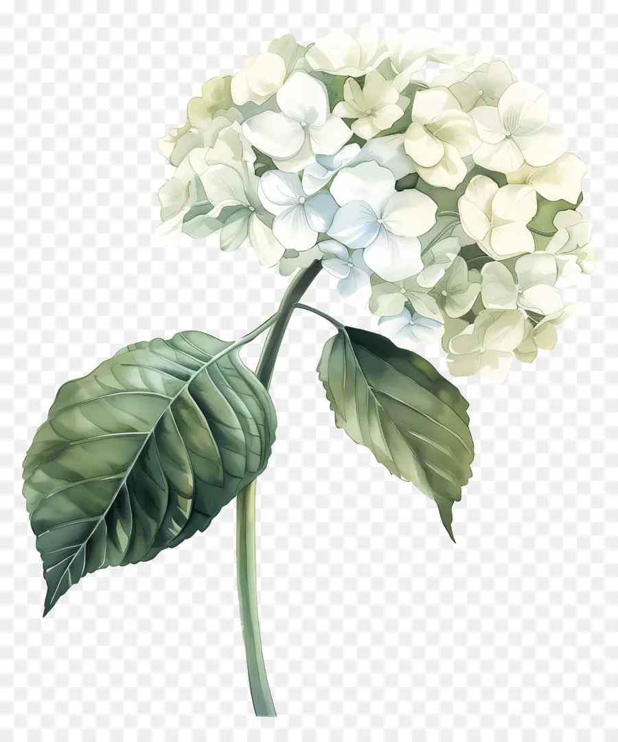 Hydrangea Putih，Bunga Hidran PNG