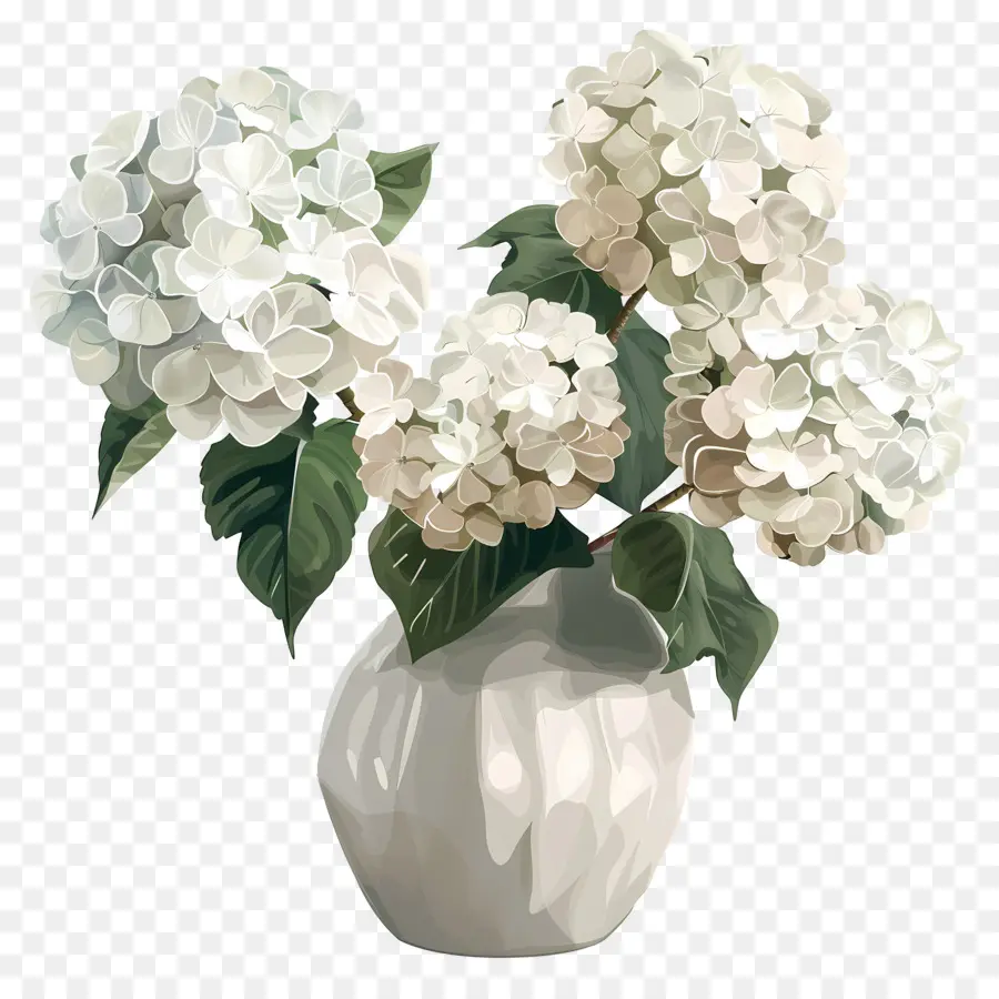 Hydrangea Putih，Hydrangea PNG