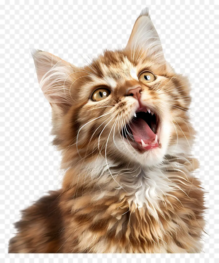 Stempel Emoji，Kucing PNG