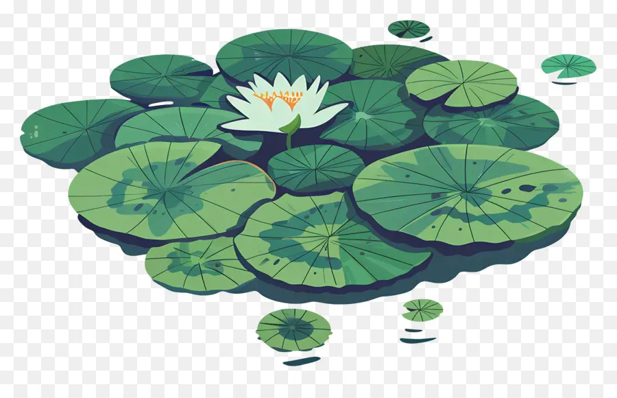 Lily Pad，Lily Air PNG