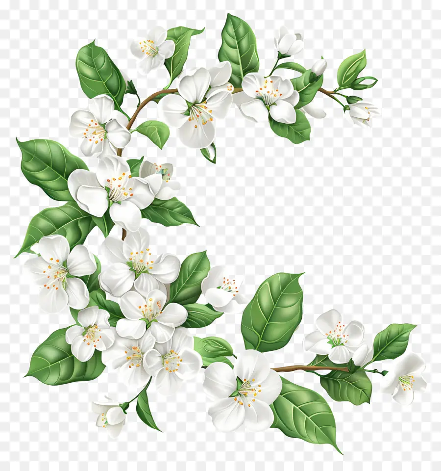 Bunga Melati Putih，Bunga PNG