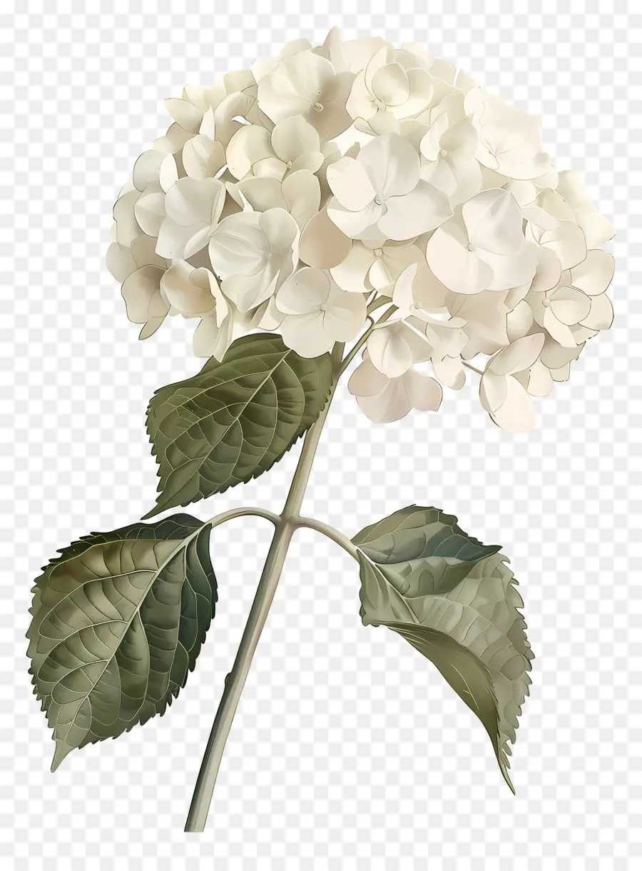 Hydrangea Putih，Hydrangea PNG