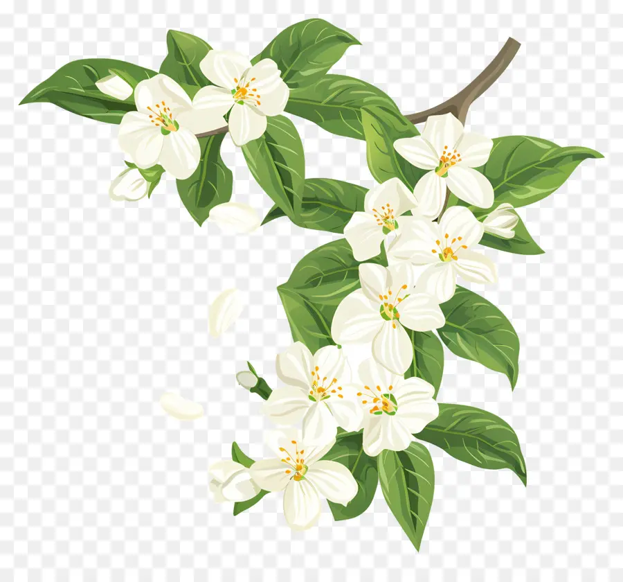 Bunga Melati Putih，Bunga Putih PNG