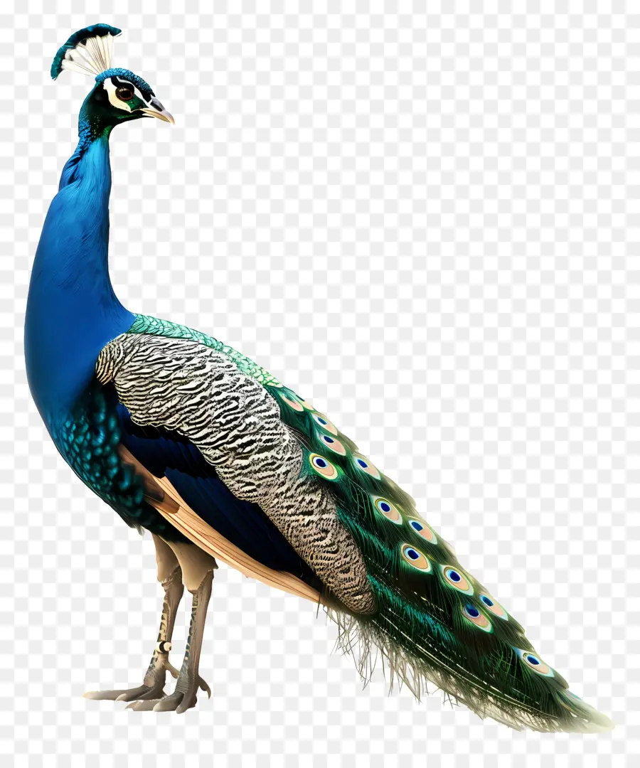 Merak，Burung PNG