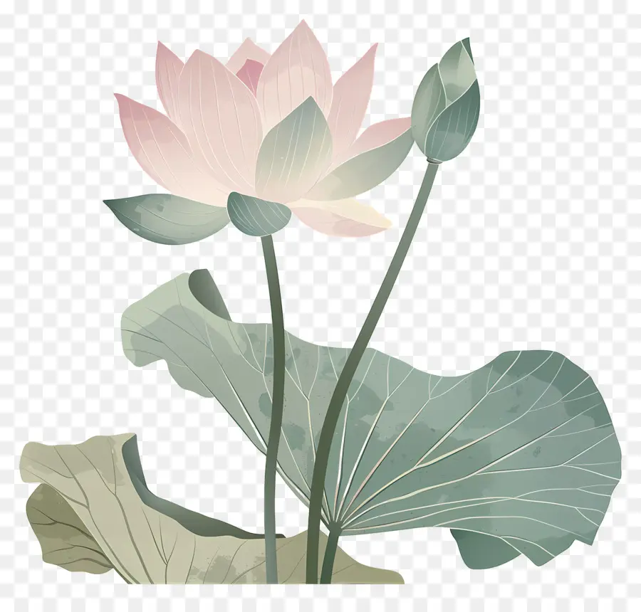 Lotus，Bunga Teratai PNG