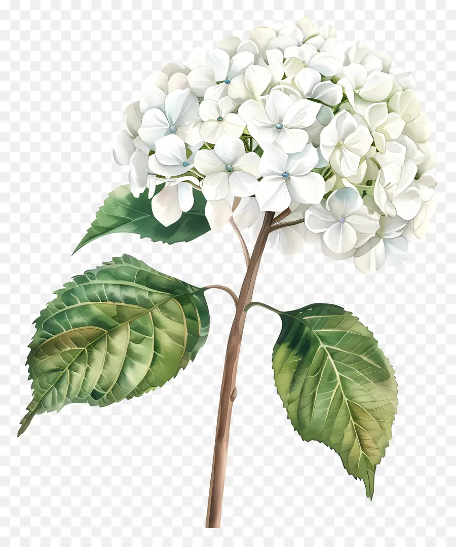Hydrangea Putih，Bunga Hidran Putih PNG