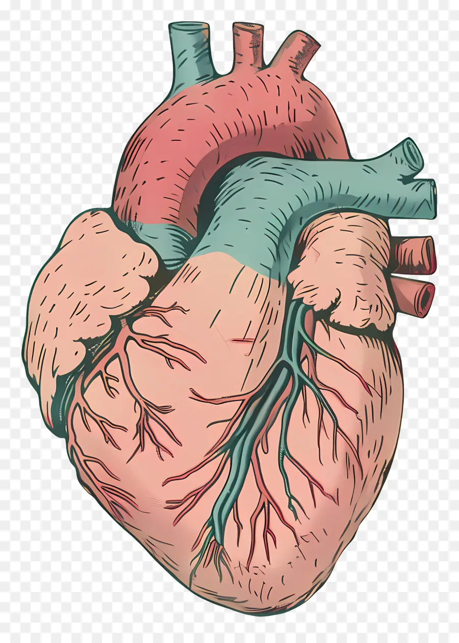Hati Manusia，Sistem Kardiovaskular PNG