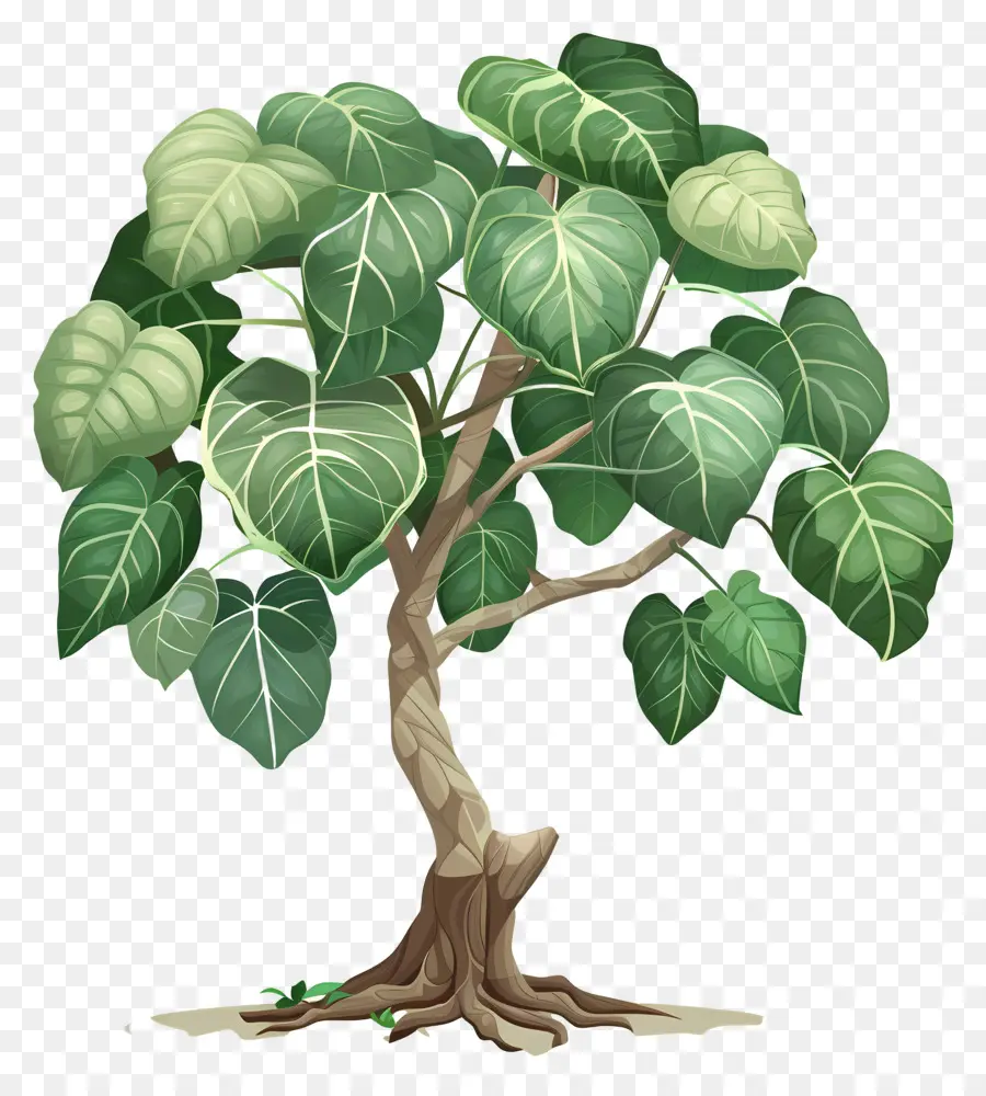 Peepal Pohon，Pohon PNG
