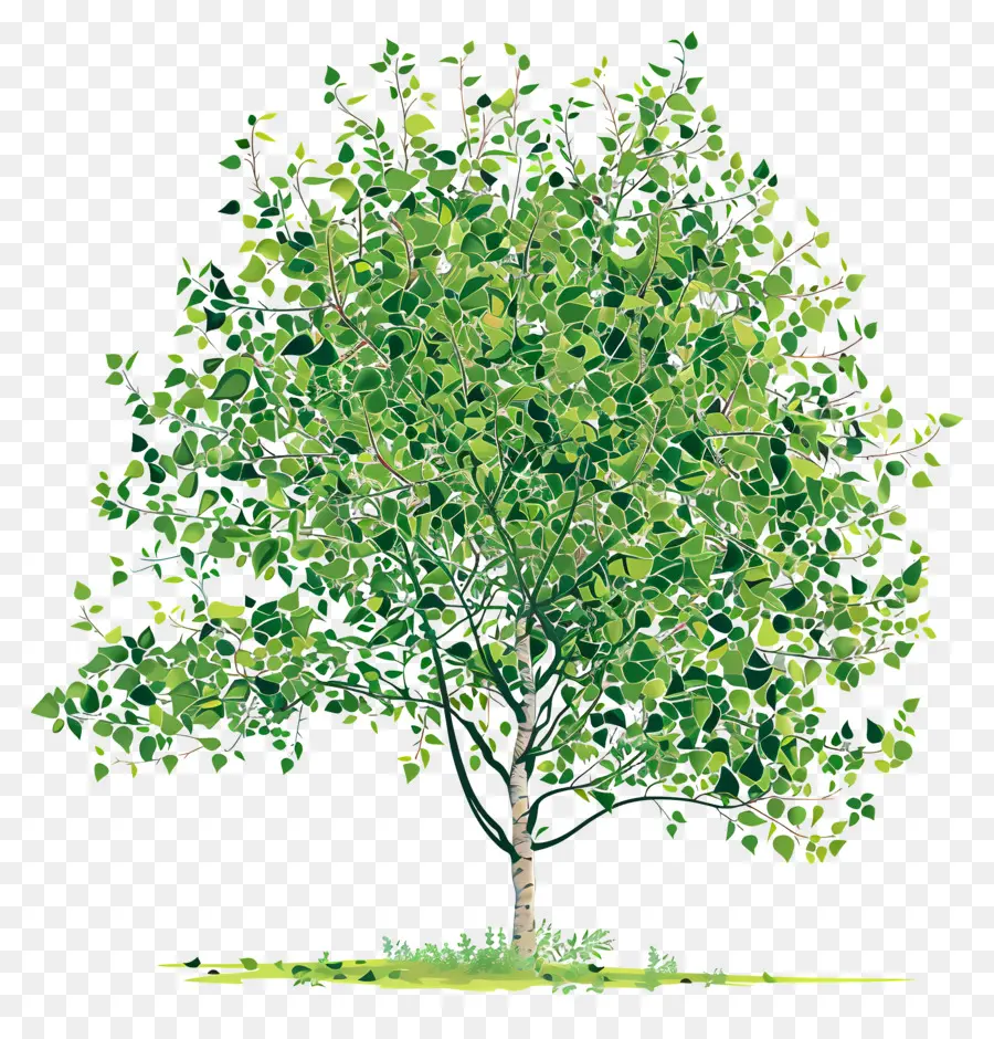 Peepal Pohon，Kayu Pohon PNG