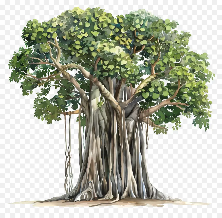 Pohon Beringin，Anak Benua India PNG