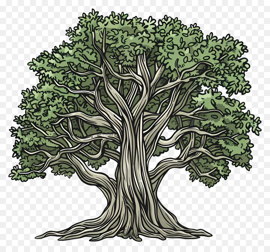 Pohon Beringin，Pohon Ek PNG