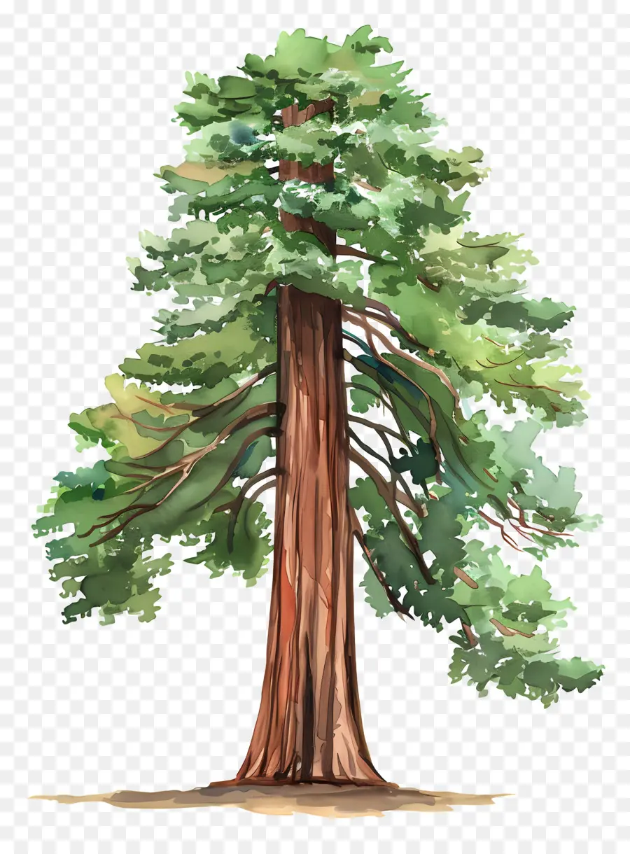 Pohon Redwood，Sequoia Raksasa PNG