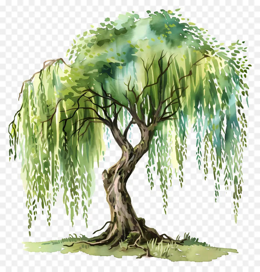 Pohon Willow，Hijau Pohon PNG