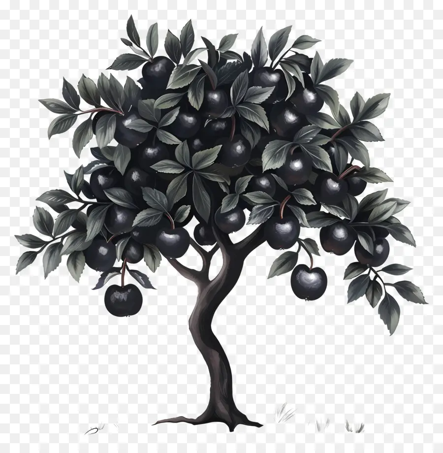 Pohon Apel Hitam，Pohon Buah PNG