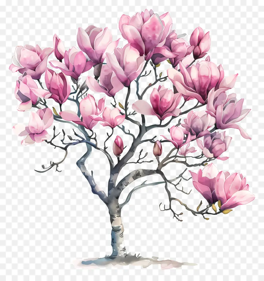 Pohon Magnolia，Pohon Berbunga Merah Muda PNG