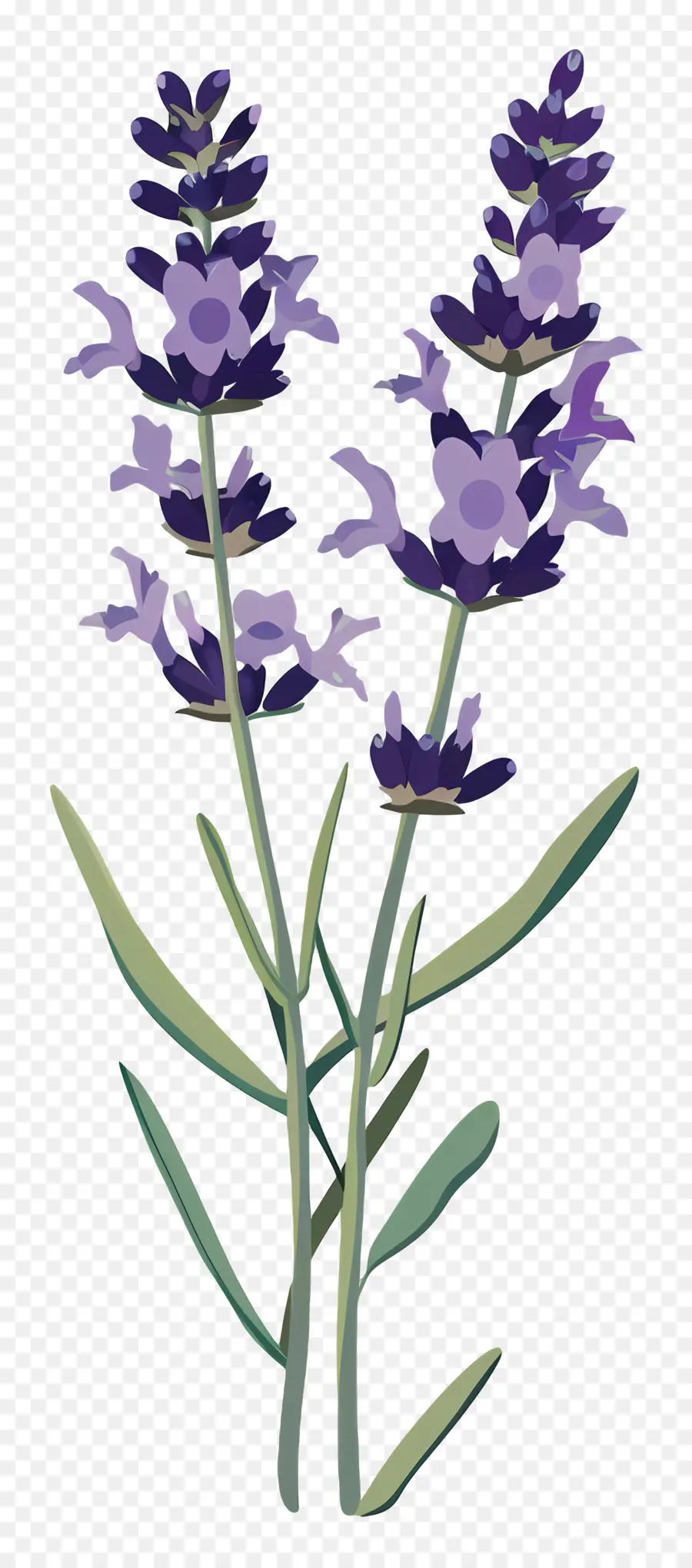 Lavender，Bunga Ungu PNG