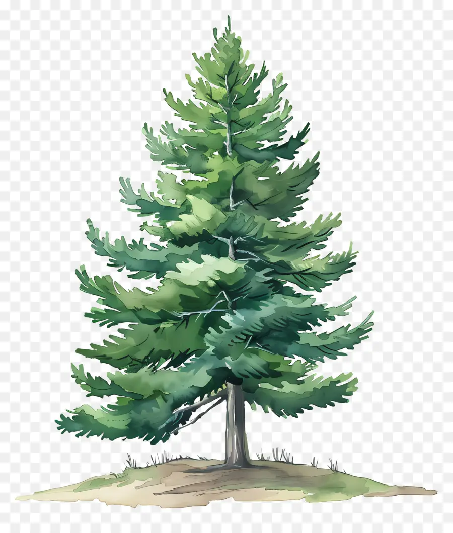 Pohon Pinus，Pemandangan Gunung PNG