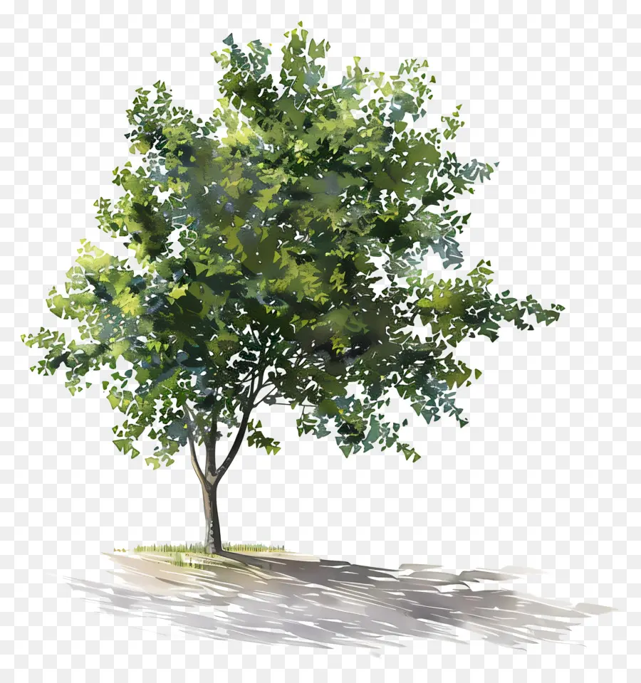 Bayangan Pohon，Pohon PNG