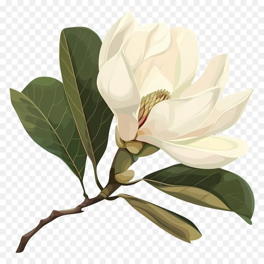 Magnolia，Bunga Magnolia PNG