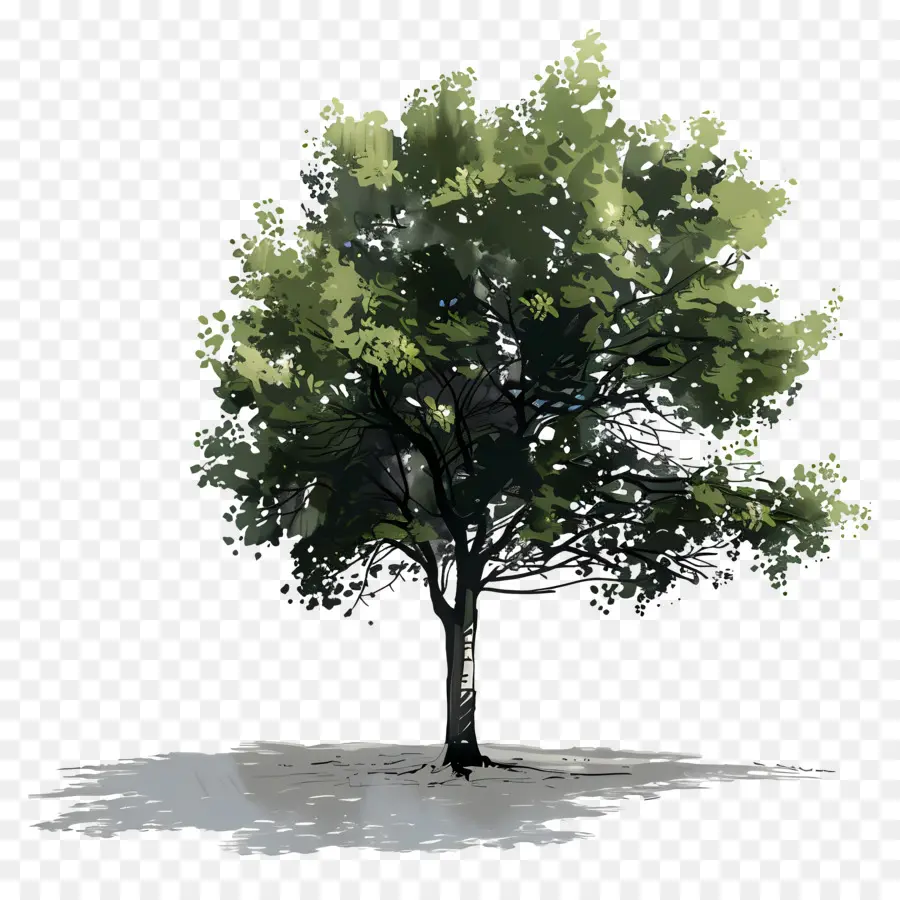 Bayangan Pohon，Pohon PNG