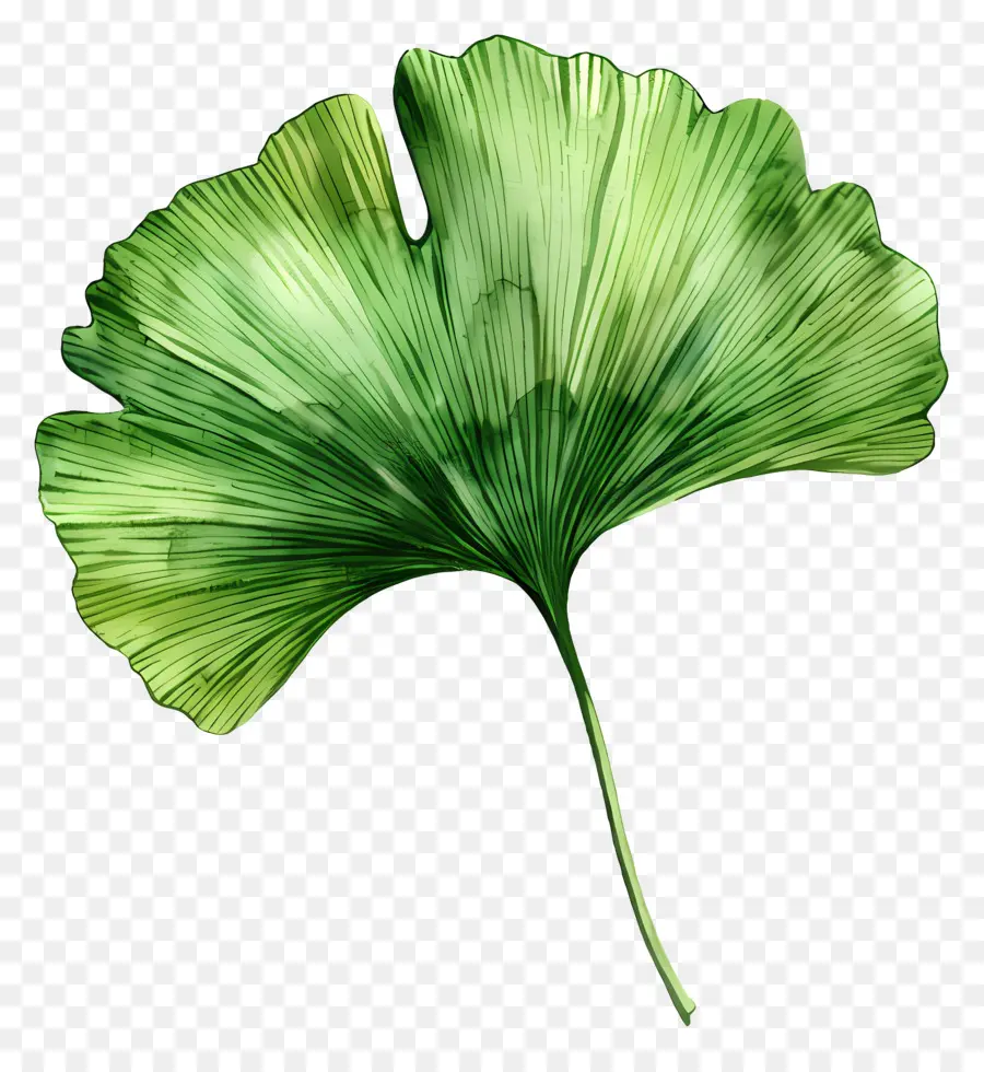 Daun Ginkgo Hijau，Daun PNG