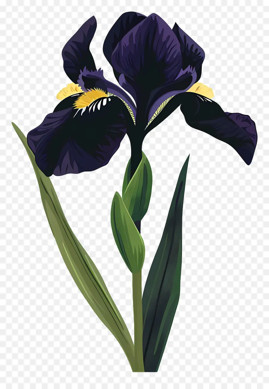 Iris，Iris Ungu PNG