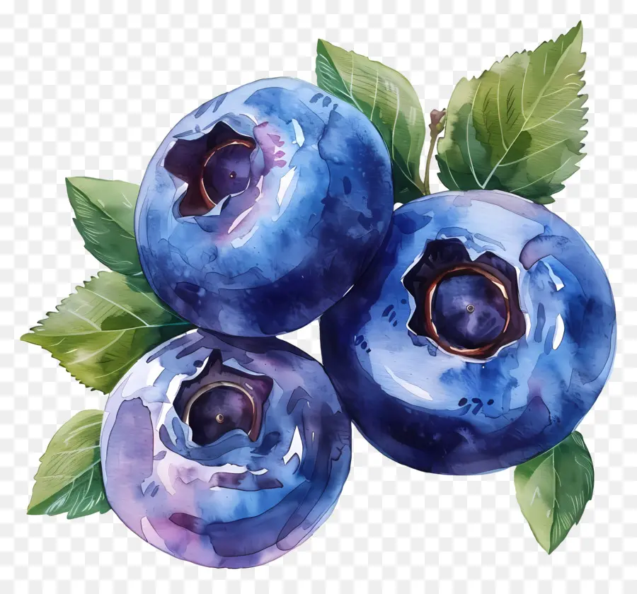 Blueberry，Lukisan PNG