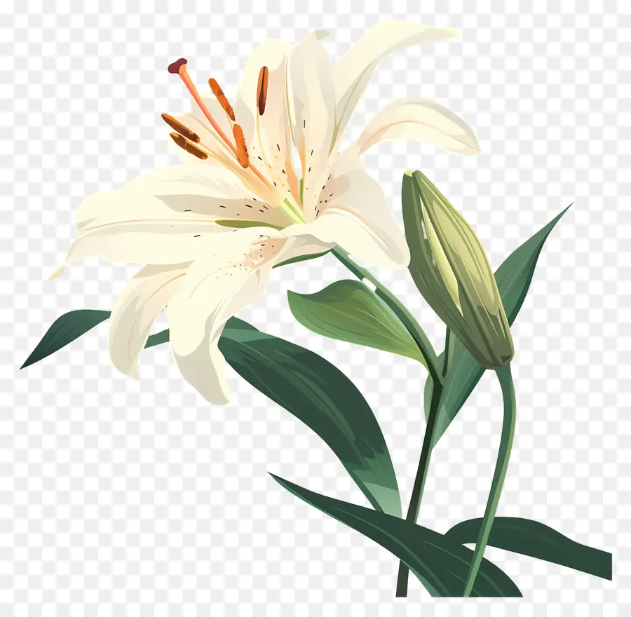 Lili，Lily Putih PNG