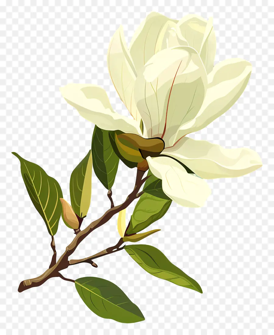 Magnolia，White Mallow PNG
