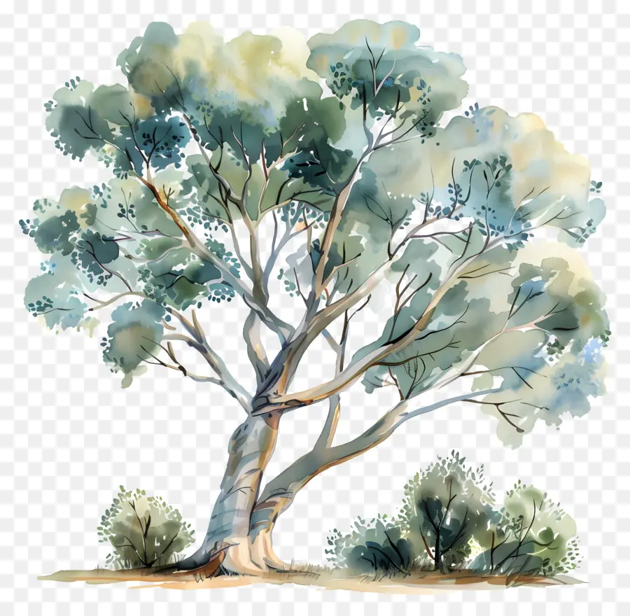 Pohon Kayu Putih，Pohon PNG