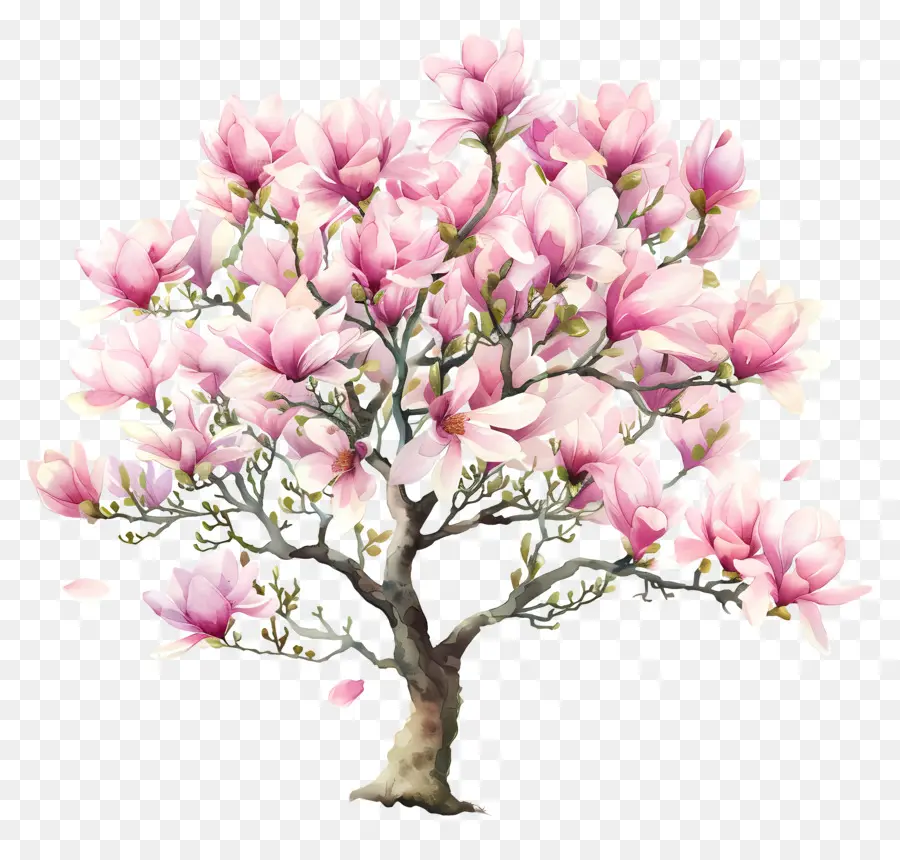 Pohon Magnolia，Pohon Sakura PNG