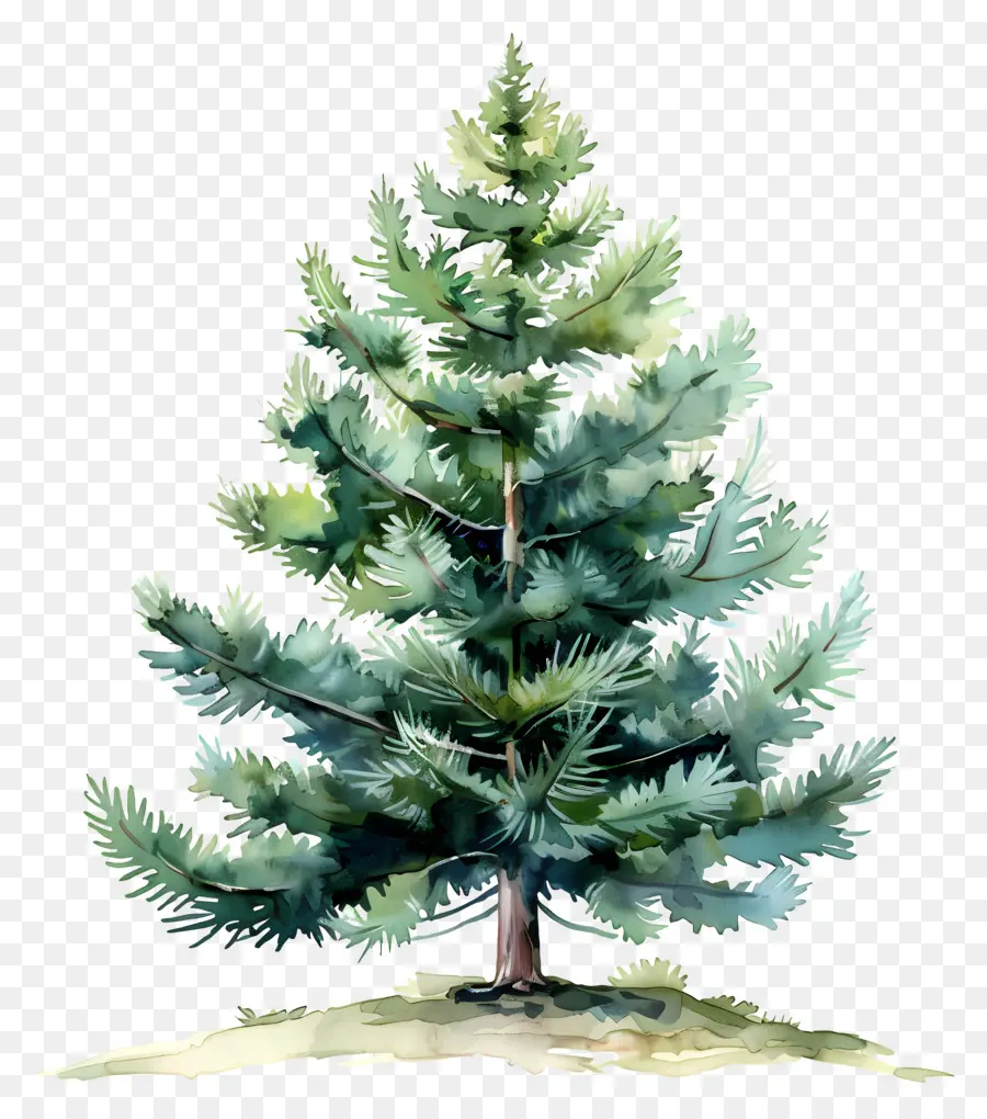 Pohon Pinus，Alam PNG