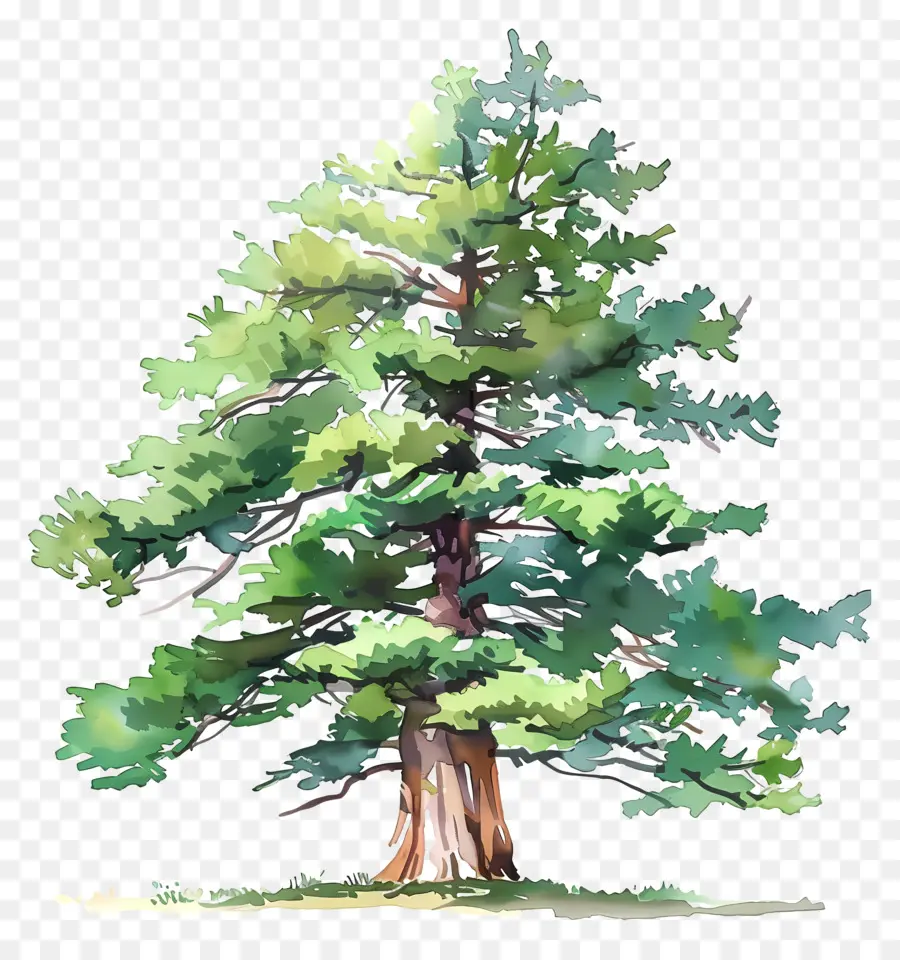 Pohon Cedar，Pohon Besar PNG