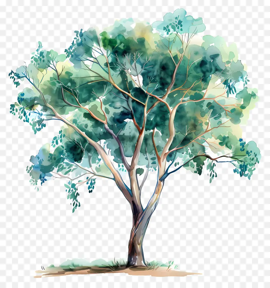 Pohon Kayu Putih，Lukisan Pohon PNG