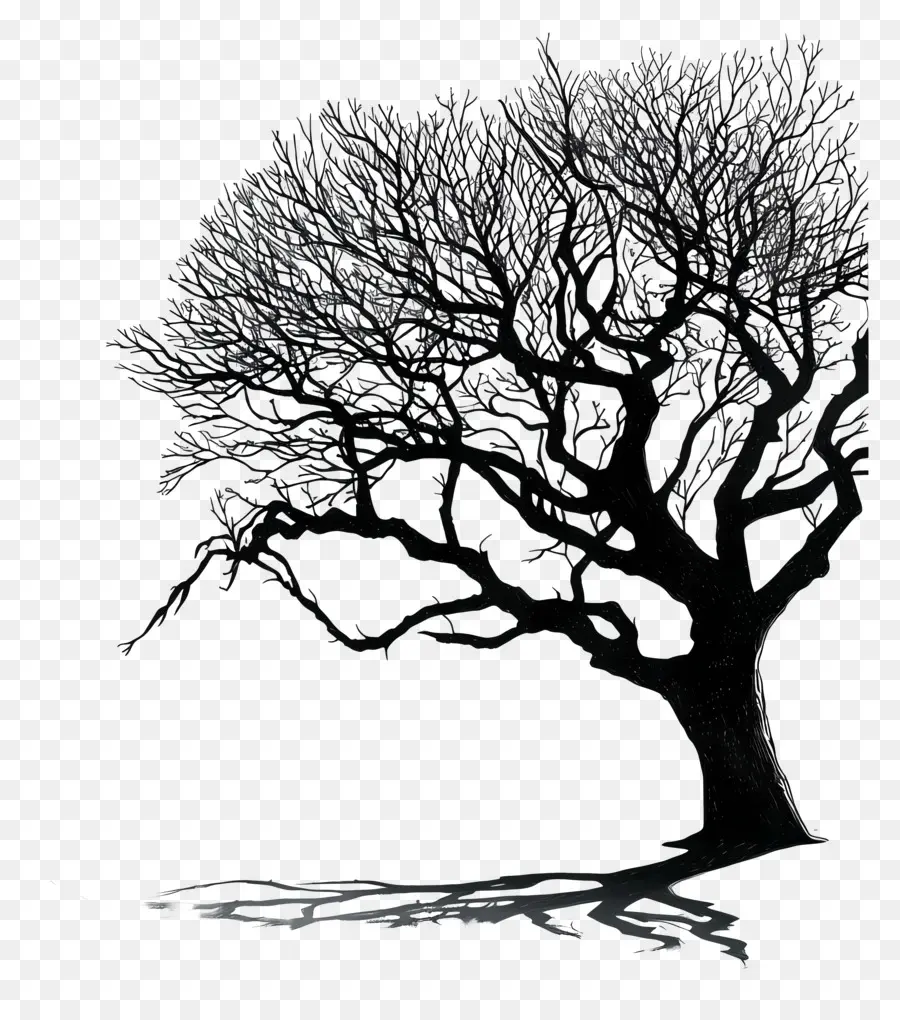 Bayangan Pohon，Pohon Gambar PNG