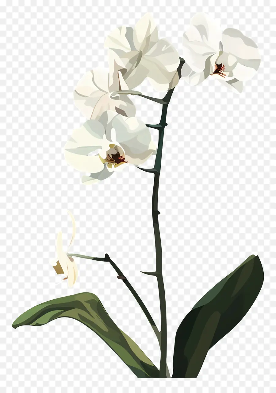 Anggrek，Bunga Putih PNG