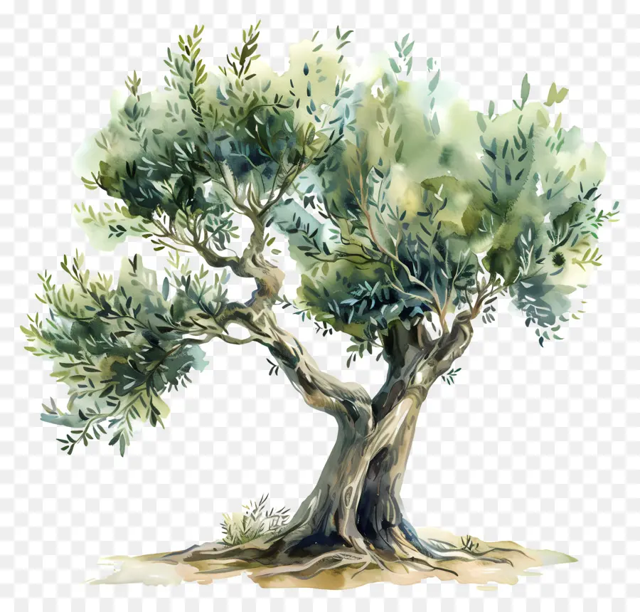 Pohon Zaitun，Simbolisme PNG