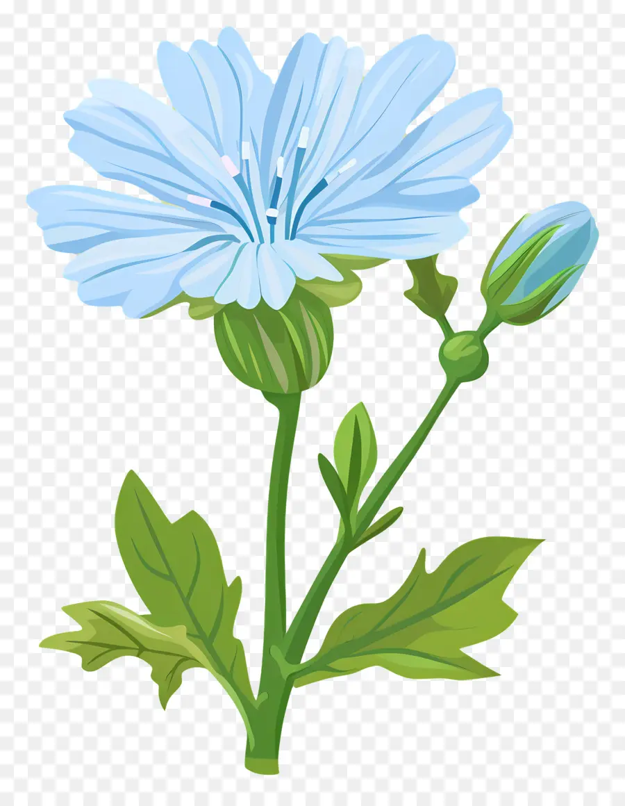 Chicory，Bunga PNG