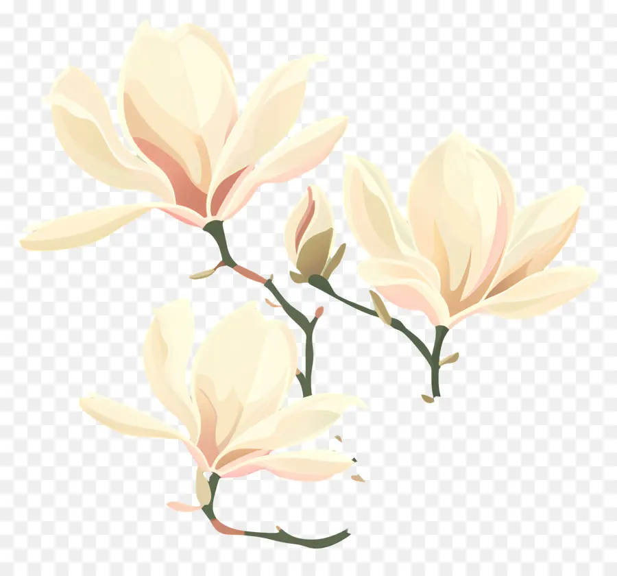 Magnolia，Bunga Mallow Putih PNG