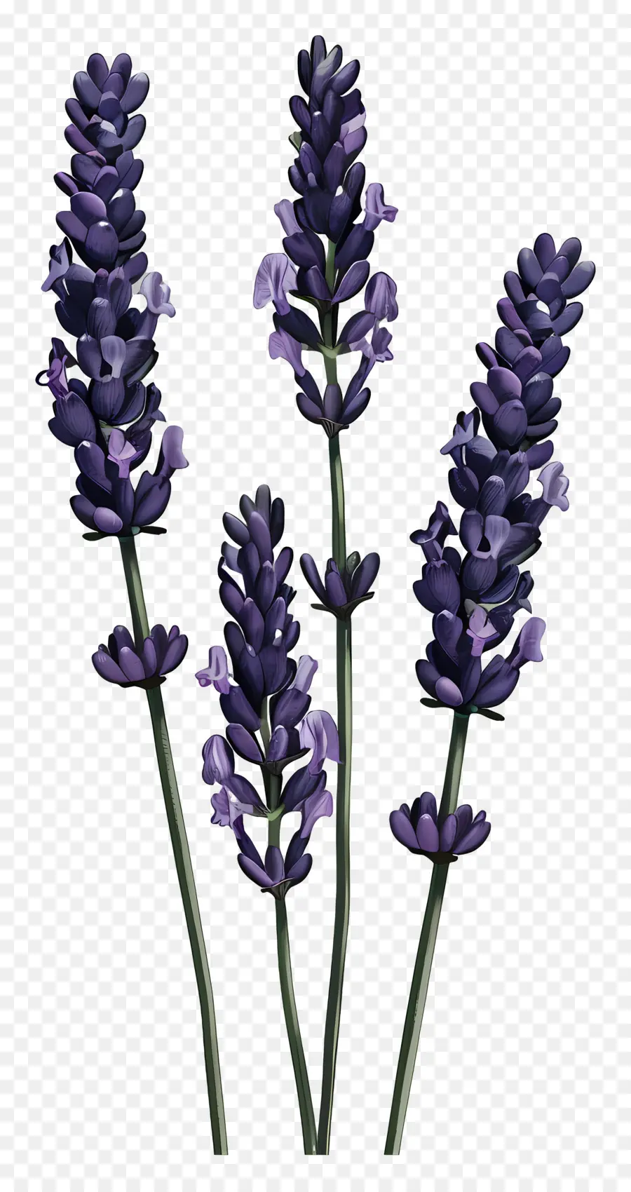 Lavender，Bunga Bunga Ungu PNG